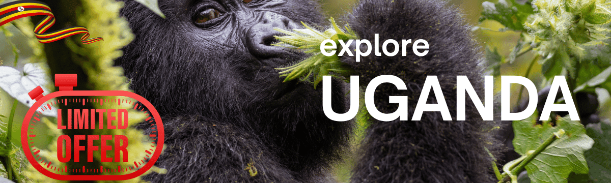 Explore Uganda gorilla trekking